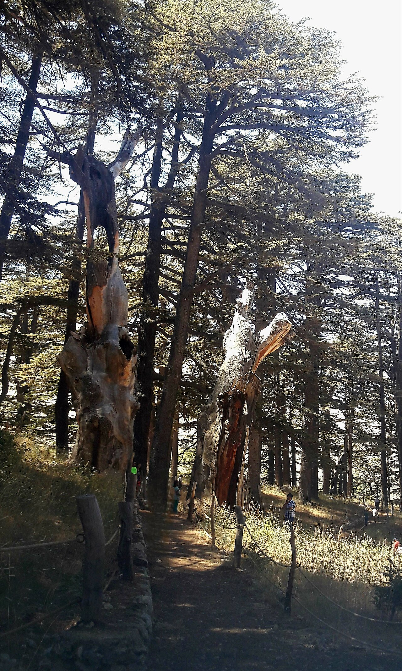 Looking through the Cedars of God