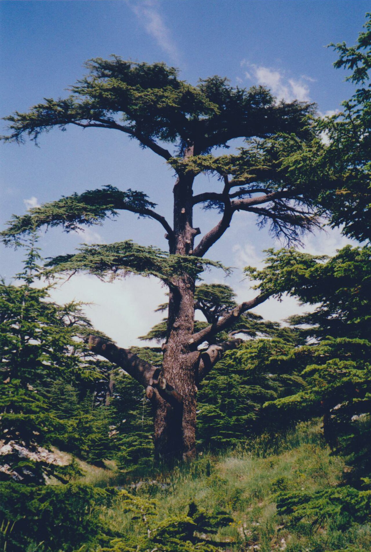 A mature cedar of Lebanon